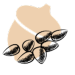 تخمه